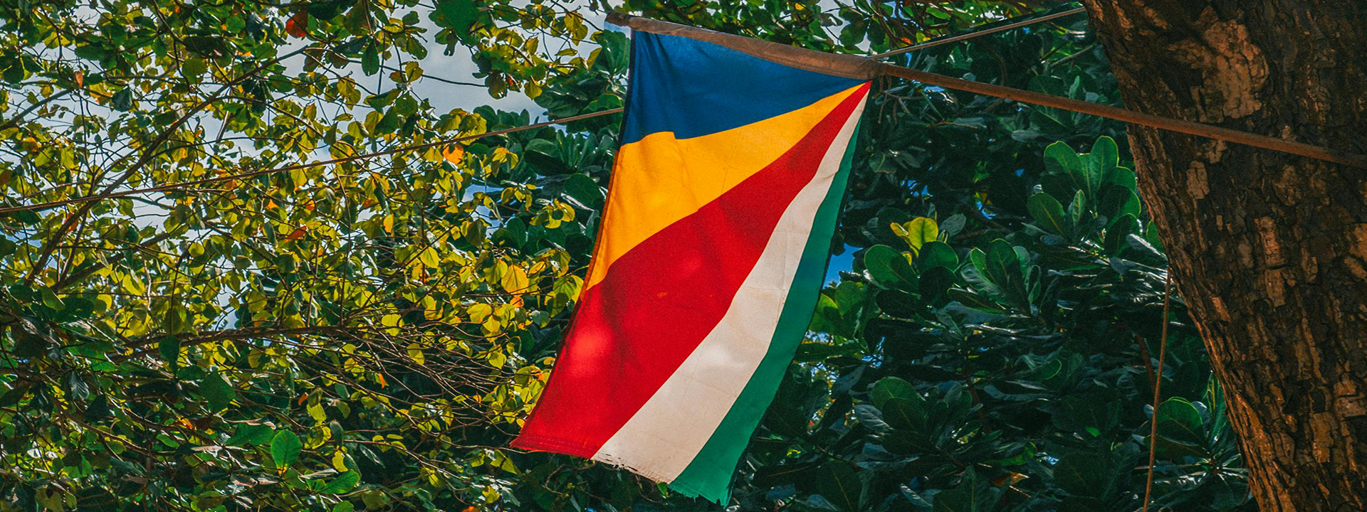 Flag of seychelles flies surrounded by trees