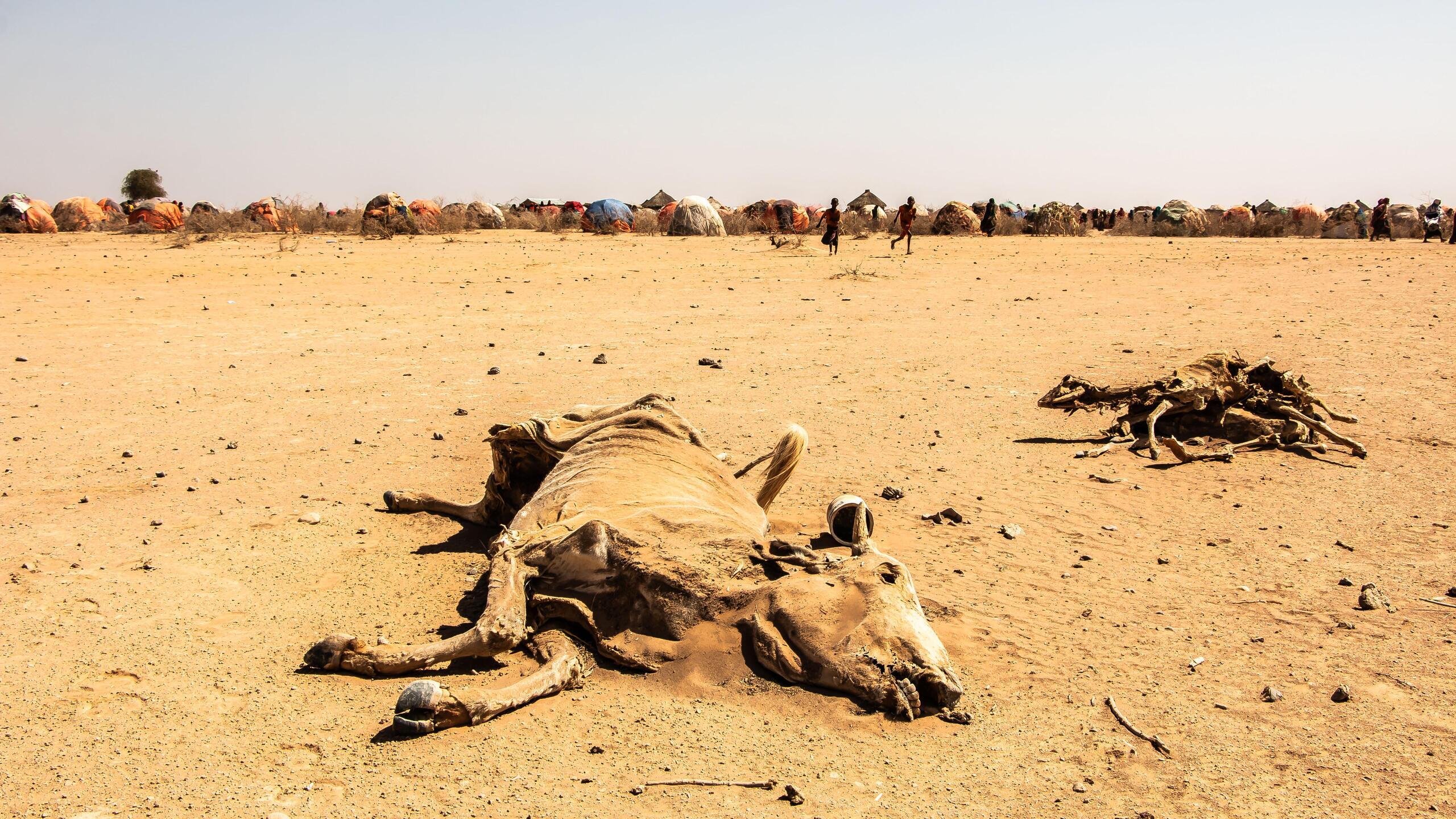 The remains of an animal in a desert.